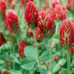 Crimson Clover